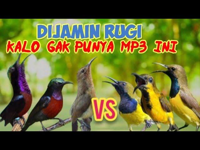 MP3 Pikat Ini Bikin SOGON DAN KONIN Ngamuk