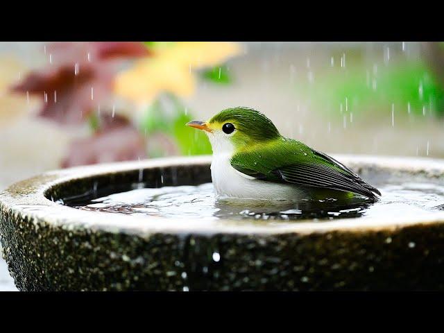 Music therapy with Rainfall and Birdsong ️️️ Calms for heart, soul & heal body ️