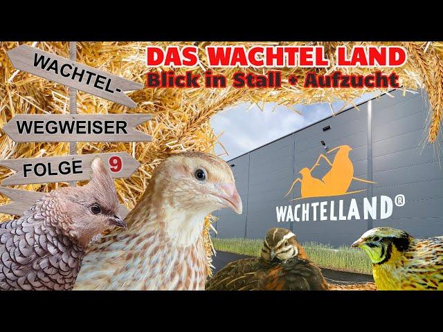 Europas modernster Stall für Wachteln! So toll wird das Wachtel-Land! - Wachtel Wegweiser Folge 9