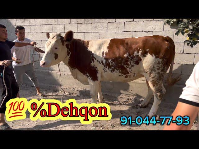 %DEHQON . QISIR  SIMMENTAL HUNAJIN . Sotiladi . Dastafka hizmati kelishiladi