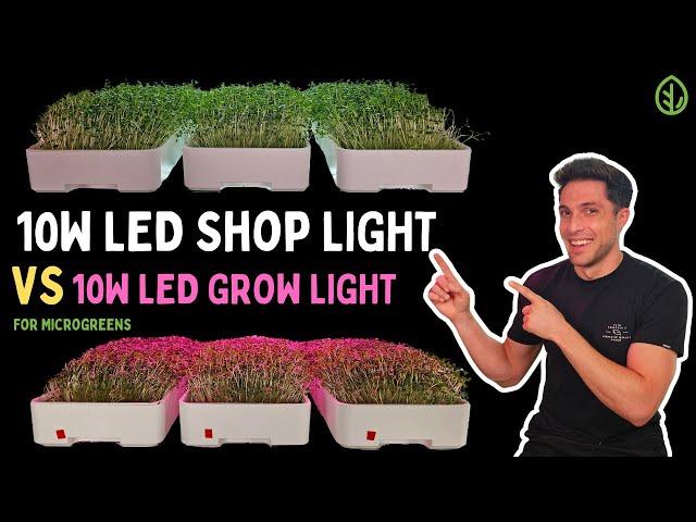 Microgreen Lighting: 10W Shop Light vs. 10W Grow Light for Broccoli Microgreens | On The Grow