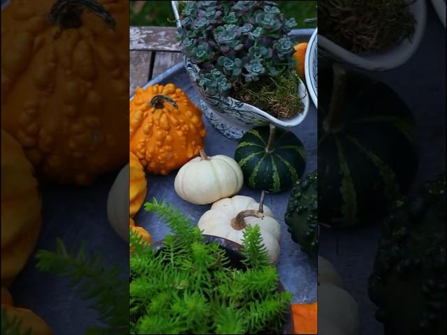 November is for pumpkins  #falldecor #sedum #pumpkinseason