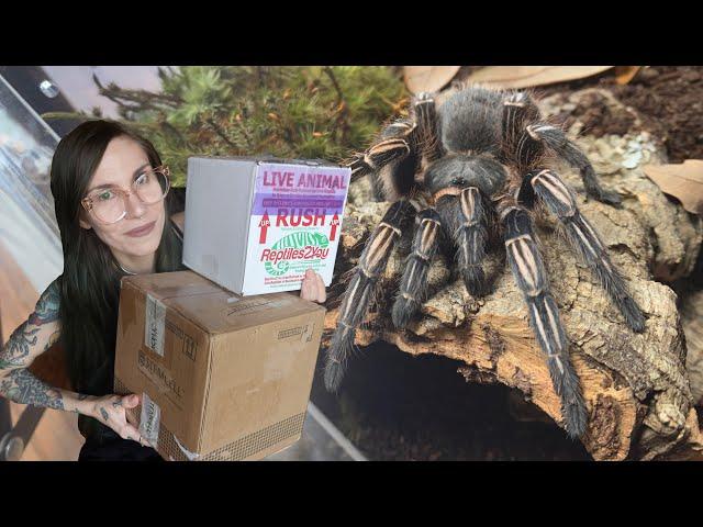 DOUBLE TROUBLE!.. Unboxing 2 Adult Tarantulas!!