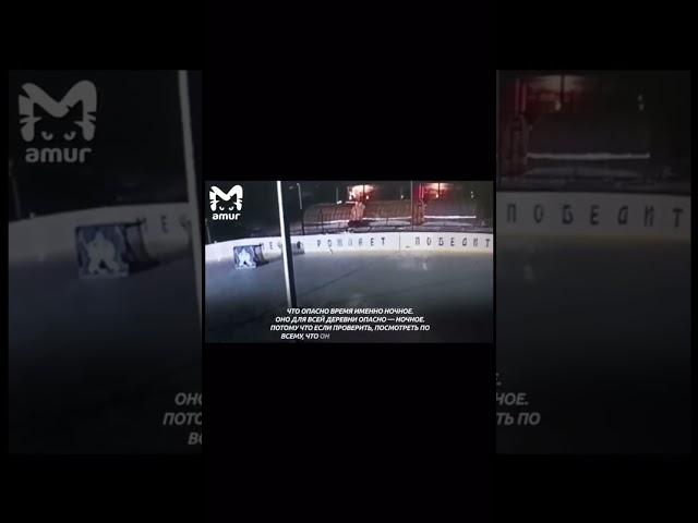 Тигр в хабаровском крае зашел на территорию детдома с мертвой собакой в зубах