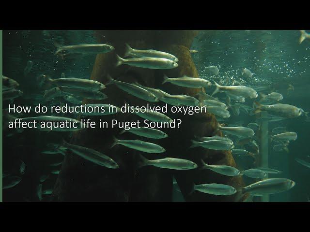 How do reductions in dissolved oxygen affect aquatic life in Puget Sound?