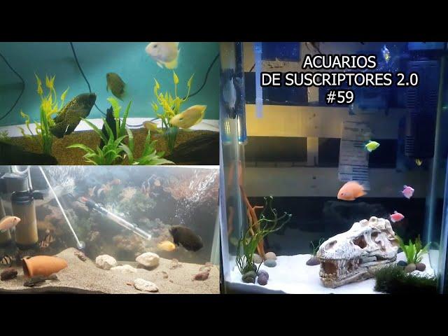 ACUARIOS DE SUSCRIPTORES 2.0 #59 | Pez Oscar, Pez Guppy, Ciclidos | AcuariosLP