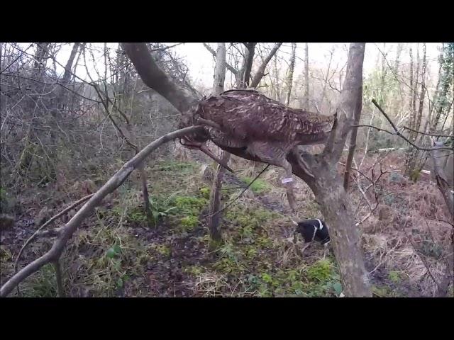 Chasse à la bécasse dans le Finistère , les chiens au top ,09/01/2025.