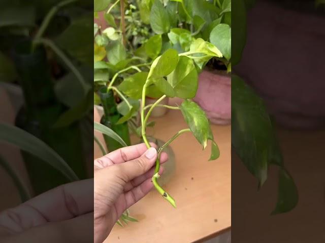Money plant cutting |money plant cutting at home |money plant propagation in water #moneyplantcare