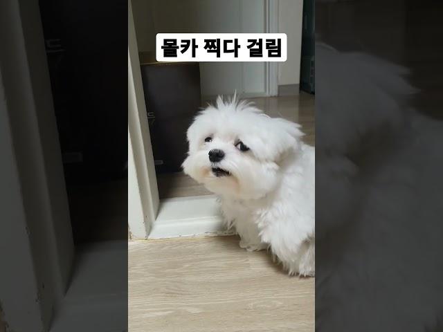 몰카 찍다 걸려서 강아지 한테 혼남  #몰카 #도촬 #말티즈는참지않긔