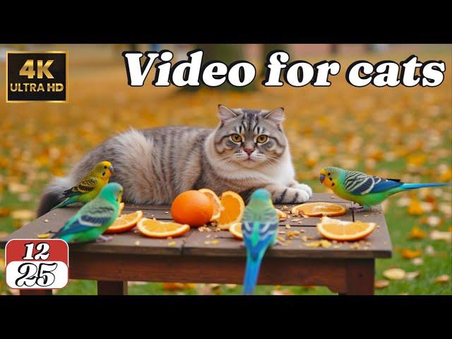 Cat TV for Cats | Nonstop Wildlife Action with Birds, Squirrels, and Calming Sounds