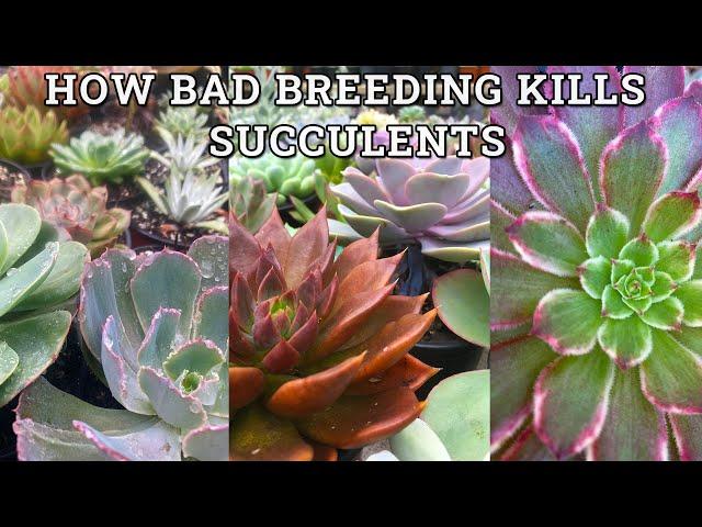 Reasons succulents die no. 28560- bad breeding