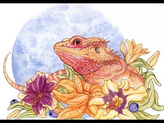 Bearded Dragon- How to set up the terrarium