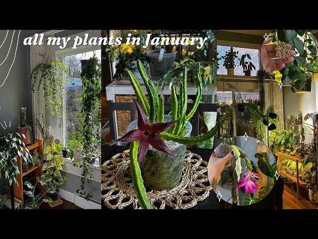 first houseplant walk through of 2025  it's winter but they are thriving!