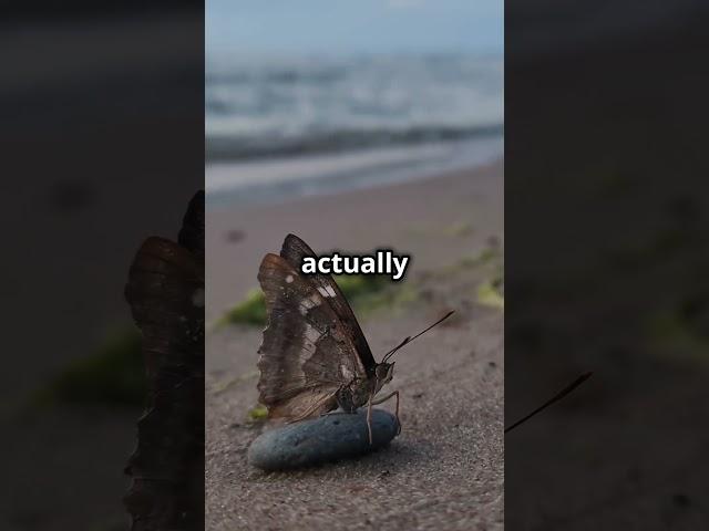 The Sea Butterfly: The Ocean’s Delicate Flier