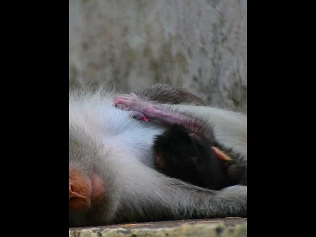 Newborn baby monkey hug mom sleep