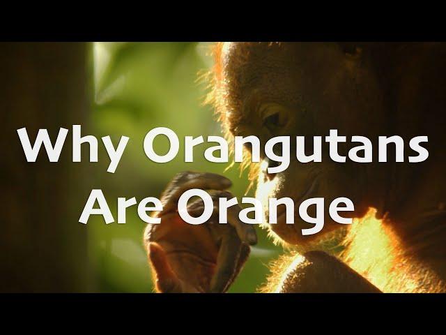 Today I Learned | Why Orangutans Are Orange