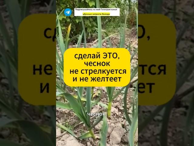 Чтобы чеснок не желтел и не стрелковался! #дача #огород #сад #подкормка #урожай #чеснок