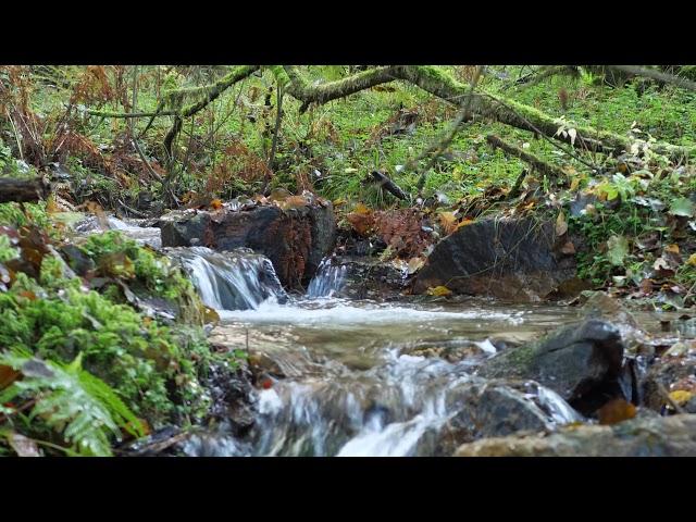 Hunsrück - Wandern Lautenbach (nahe Grimburg) - 4K Video (Bachlandschaft)