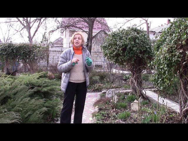 Decorative honeysuckle for garden design Which is better