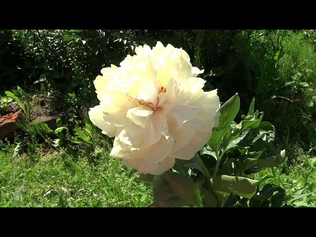 Пион Блонд Вижн / Peony Blond Vision - Сад на Волхове
