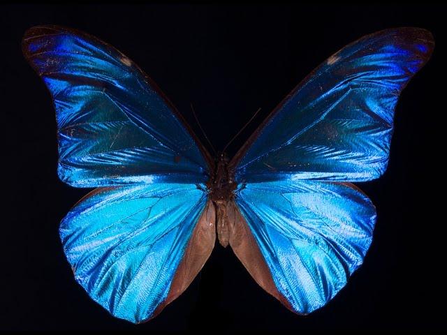 What Gives the Morpho Butterfly Its Magnificent Blue? | Deep Look