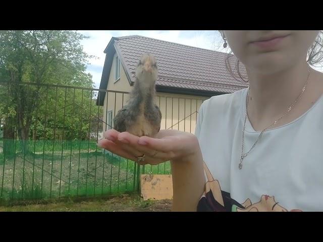 Я в ШОКЕ! Разбила яйцо, а там малыш, что теперь с ним будет! Опять проблемы с инкубацией перепелов