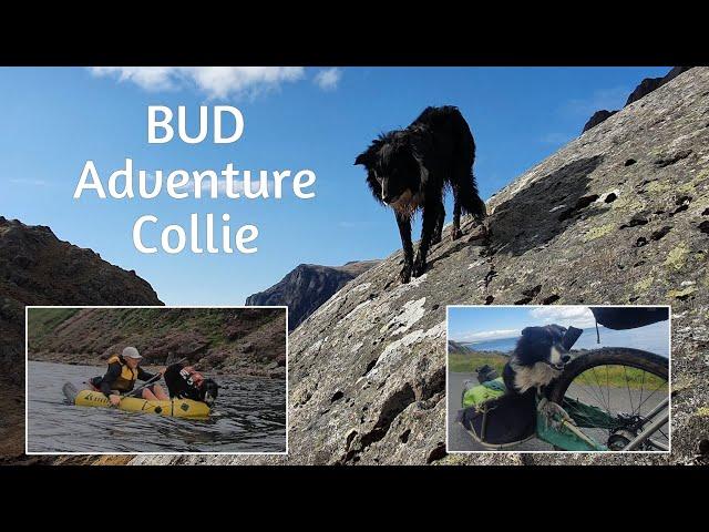 Bud the bikepacking, packrafting adventuring collie dog