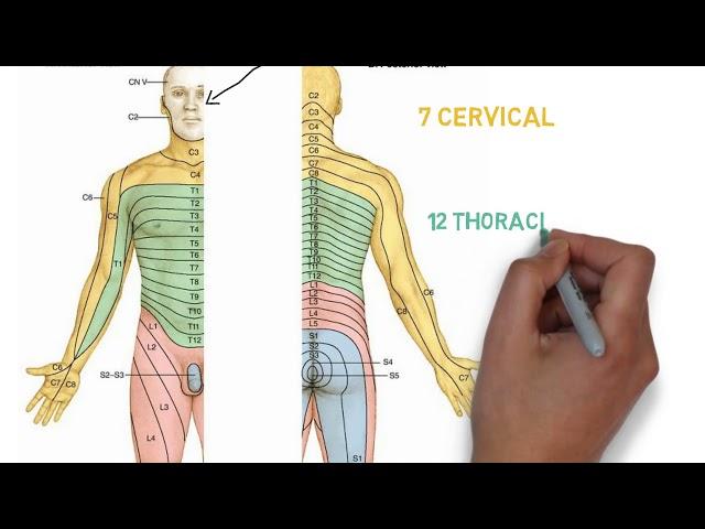 Dermatomes