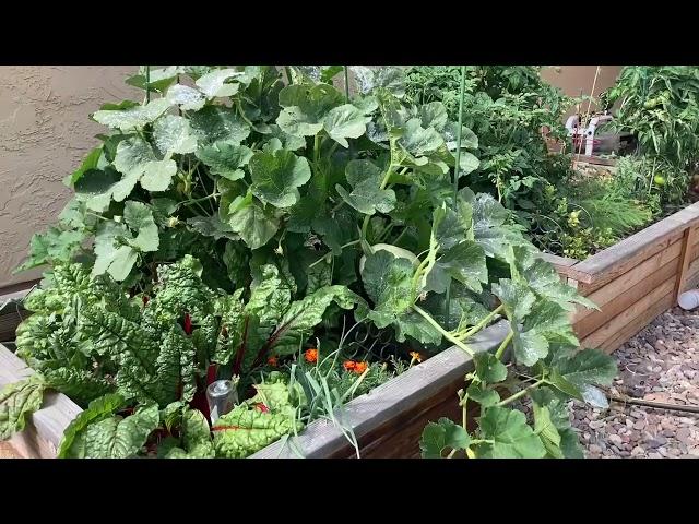 June 2021 Updated Garden Tour | Zone 10a