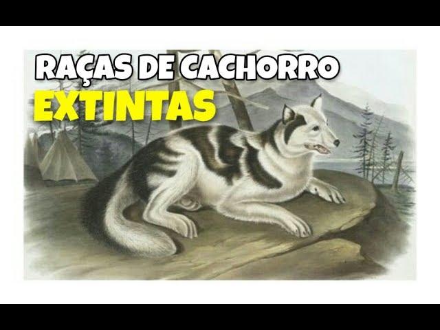 RAÇAS DE CACHORRO EXTINTAS. Cinobras TV - Tudo sobre Cinofilia.