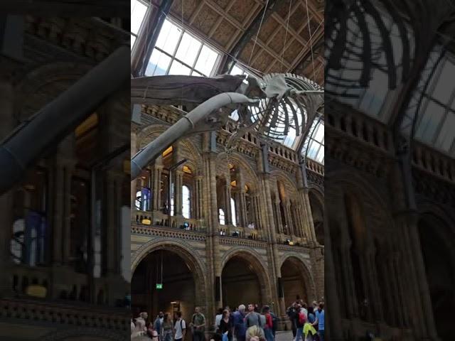 National History Museum. You can see animal fossils here. #londonlife #londono #museumoflondon