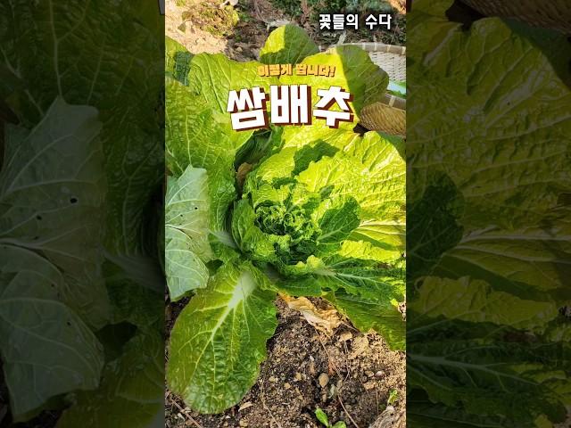 쌈배추 이렇게 땁니다#텃밭#전원주택#쌈