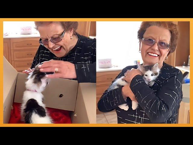 NEW KITTEN SURPRISE COMPILATION 2024 | WHOLESOME SURPRISE MOMENTS