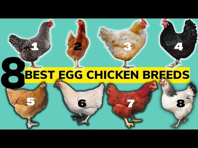 TOP 8 BEST CHICKEN BREEDS FOR EGGS,their ORIGIN,No. of EGGS PER YEAR, EGG SIZE and much more!