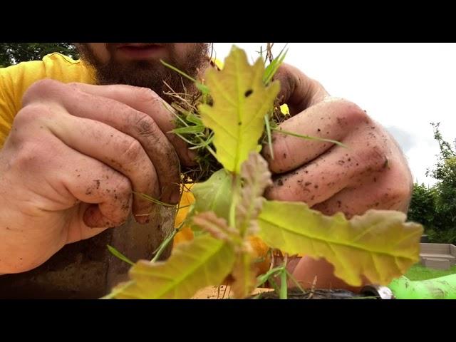 HOW TO MAKE AN OAK BONSAI (EASY)