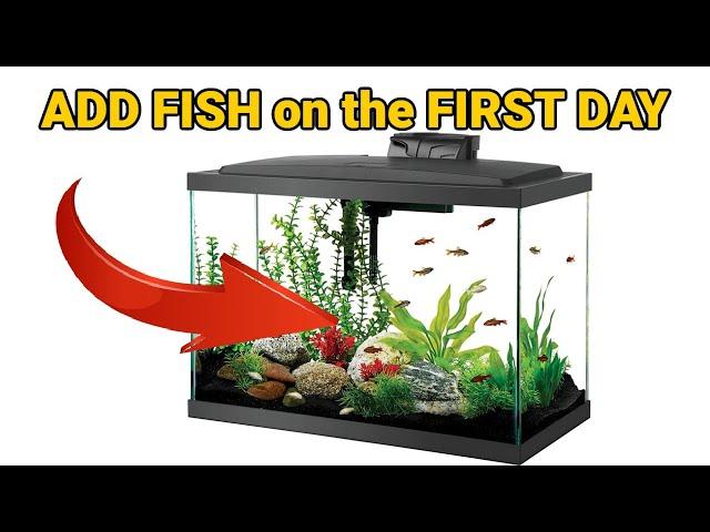 How To Add Fish Right Away To Your NEW Aquarium - Easy Guide