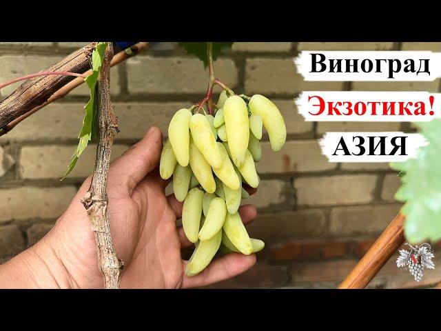 Виноград с САМОЙ ЭКЗОТИЧЕСКОЙ Ягодой! ГИБРИДНАЯ Форма АЗИЯ