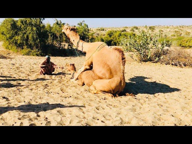 camel Love Time |  Camel full enjoying |  Camel fun | Camel | جمال | الجمال | camel videos | camels