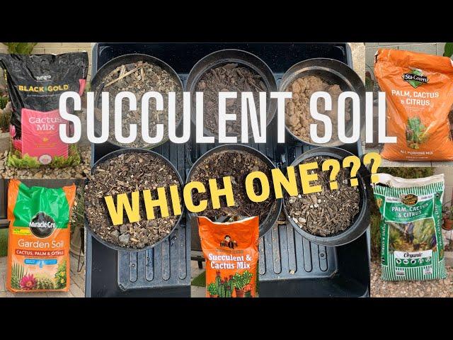 A Closer Look at Succulent Soil | Which Cactus and Succulent Soil is better?