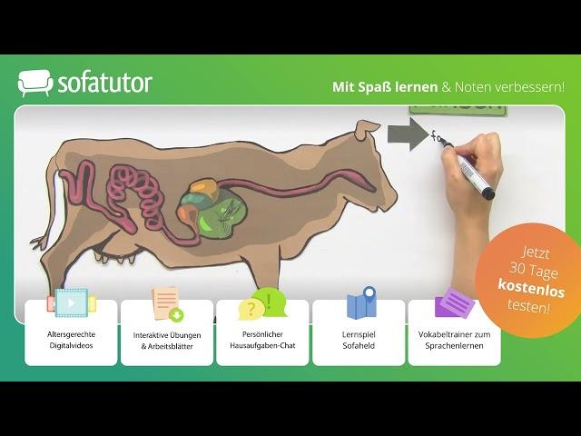 Das Rind – ein Wiederkäuer einfach erklärt – Biologie 5. & 6. Klasse