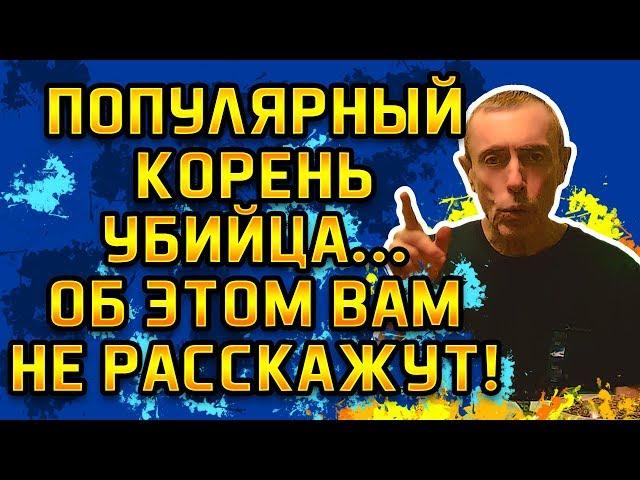 ПОПУЛЯРНЫЙ КОРЕНЬ УБИЙЦА...ОБ ЭТОМ ВАМ НЕ РАССКАЖУТ! Иммунитет, нехватка витаминов, очищение печени