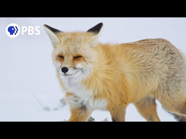 Fox Hunts Prey Deep Under Snow