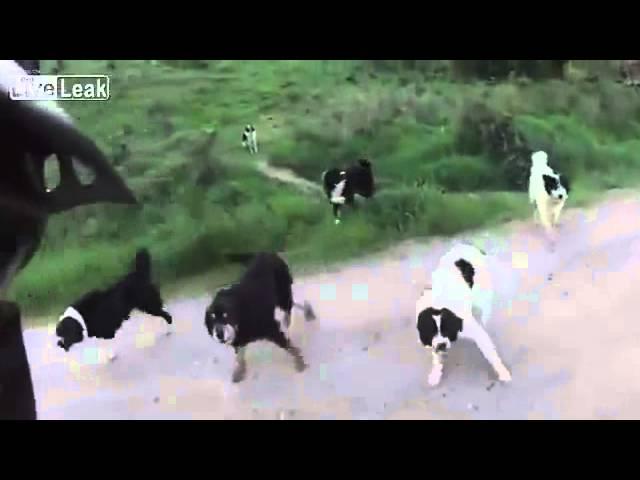 Свора собак напала на велосипедиста / Pack of dogs surround cyclist