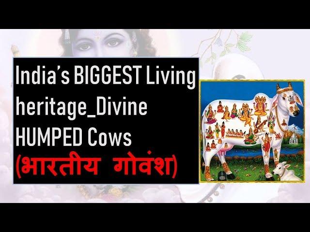 भारतीय गोवंश | NAMES of DIVINE GAIA _Vedicows |Indigenous Cows  (ONLY 29 breeds left) (2018)