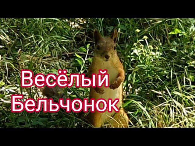 Этот Бельчонок Сделал Наш День 