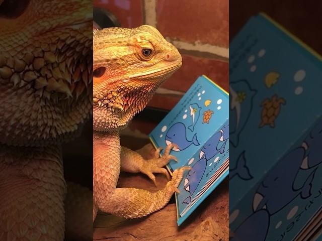 А ваша агама бородатая? #агама #планетаэкзотики #рептилии #ященица