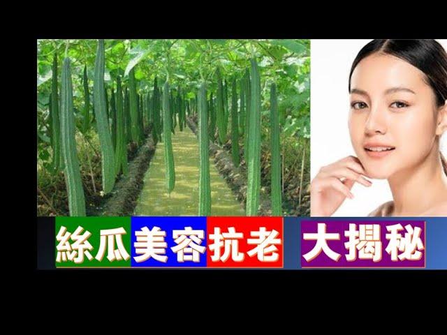 [ 吃什麽 養顔？] 絲瓜：富含抗 氧化物質，被廣泛認為是養顔 美容的強效 抗氧化劑 ！| 美容 抗老化