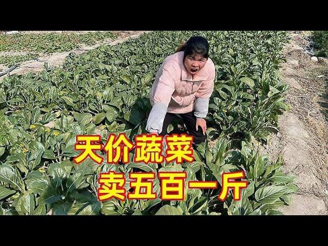 农村常见的一种蔬菜，都卖到了五百一斤，简直是天价蔬菜