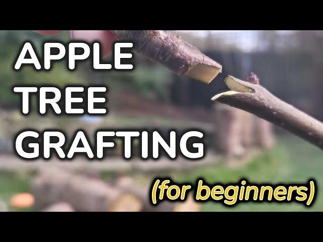 Apple Tree Grafting (for beginners | become more self sufficient)