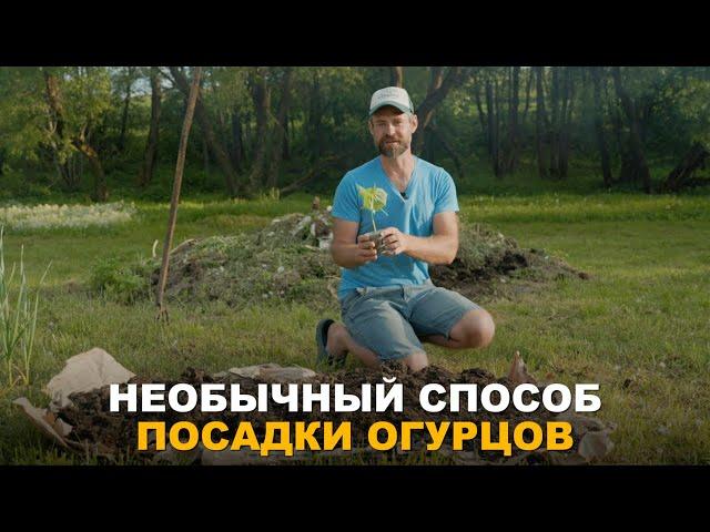 ОГУРЦЫ БЕЗ УХОДА. Необычный способ посадки.